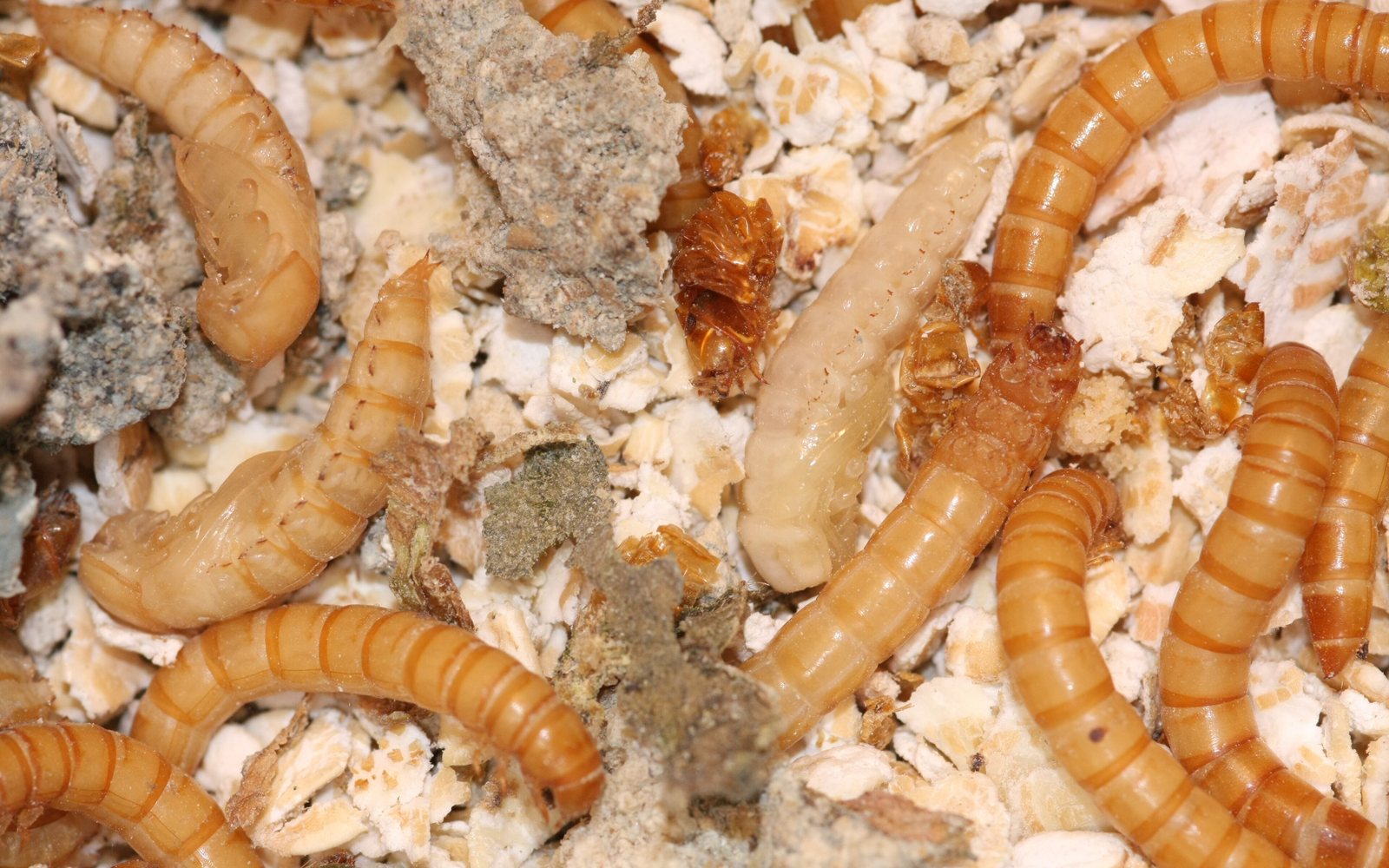 Mealworm larvae, cover for Antibacterial chitin from supermealworms